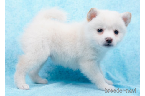 成約済の千葉県のミックス犬-225146の2枚目
